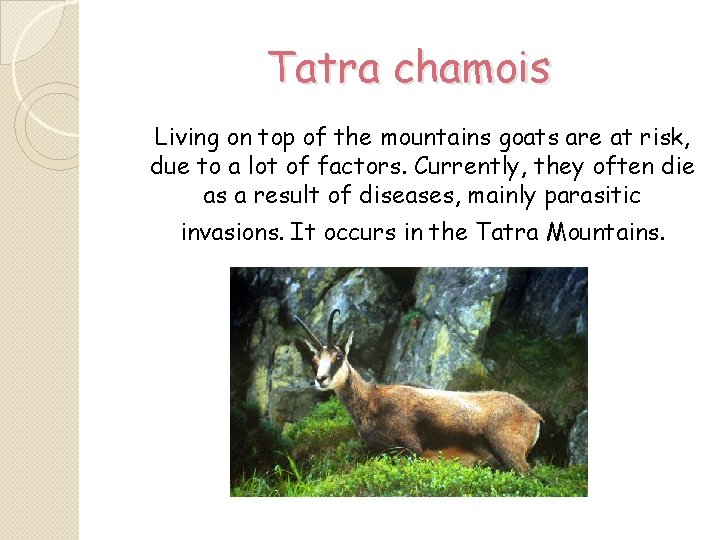 Tatra chamois Living on top of the mountains goats are at risk, due to