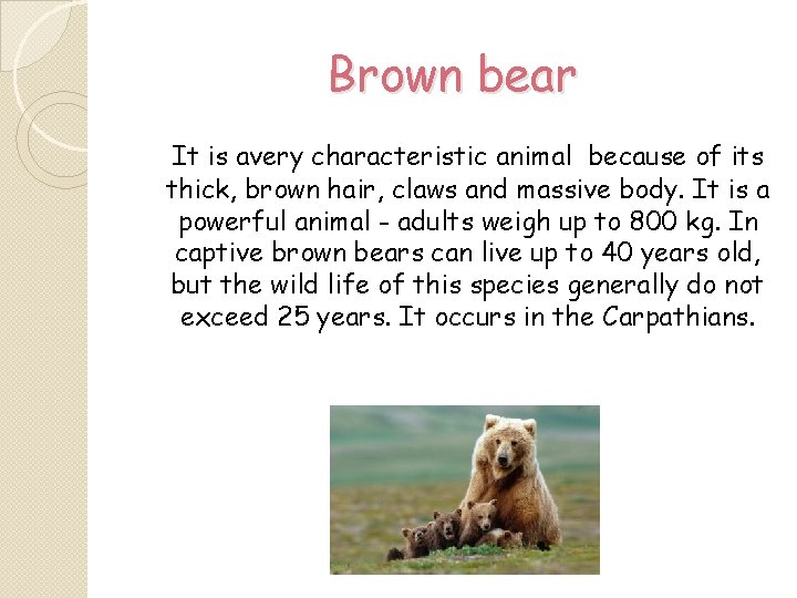 Brown bear It is avery characteristic animal because of its thick, brown hair, claws