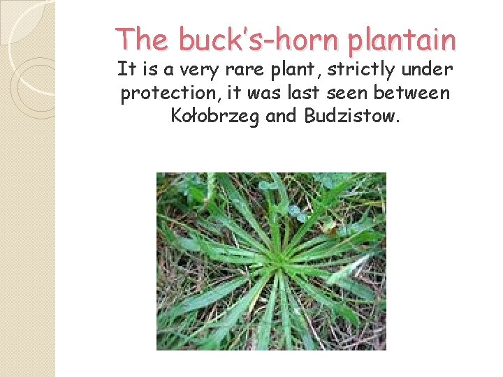 The buck’s-horn plantain It is a very rare plant, strictly under protection, it was