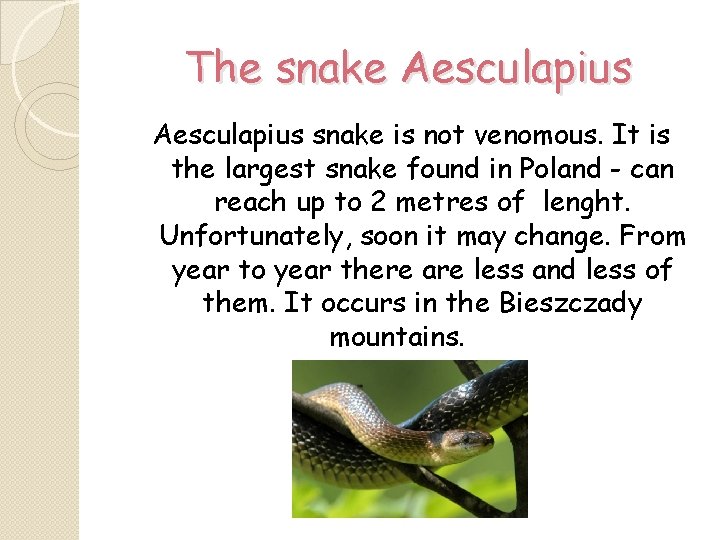 The snake Aesculapius snake is not venomous. It is the largest snake found in