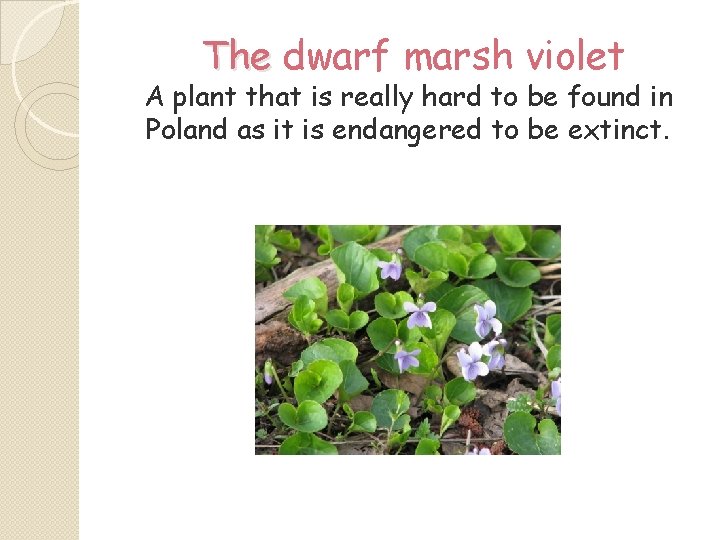 The dwarf marsh violet A plant that is really hard to be found in