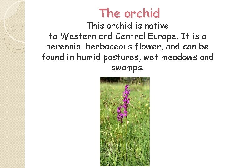 The orchid This orchid is native to Western and Central Europe. It is a