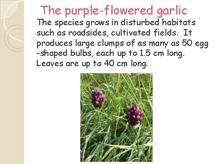 The purple-flowered garlic The species grows in disturbed habitats such as roadsides, cultivated fields.