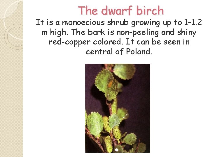 The dwarf birch It is a monoecious shrub growing up to 1– 1. 2