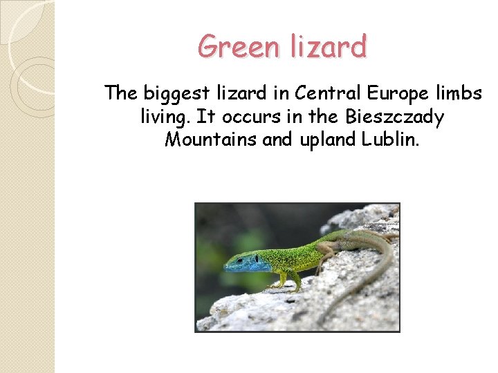 Green lizard The biggest lizard in Central Europe limbs living. It occurs in the