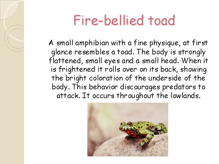 Fire-bellied toad A small amphibian with a fine physique, at first glance resembles a