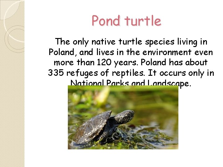 Pond turtle The only native turtle species living in Poland, and lives in the