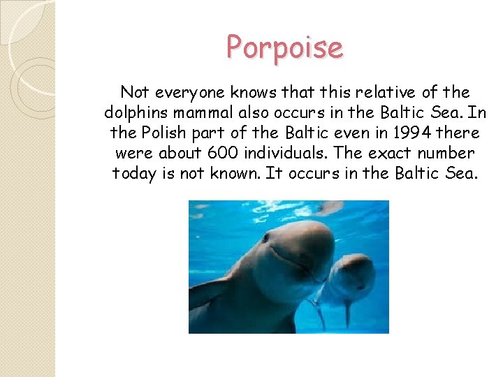 Porpoise Not everyone knows that this relative of the dolphins mammal also occurs in