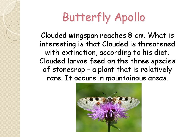Butterfly Apollo Clouded wingspan reaches 8 cm. What is interesting is that Clouded is