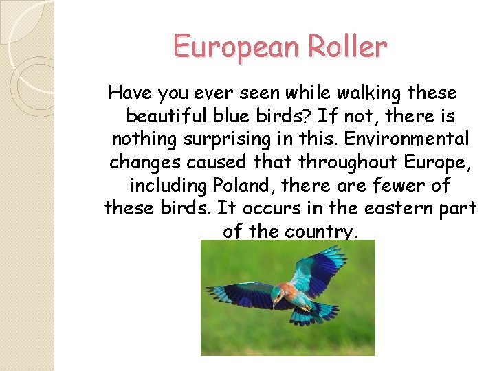 European Roller Have you ever seen while walking these beautiful blue birds? If not,