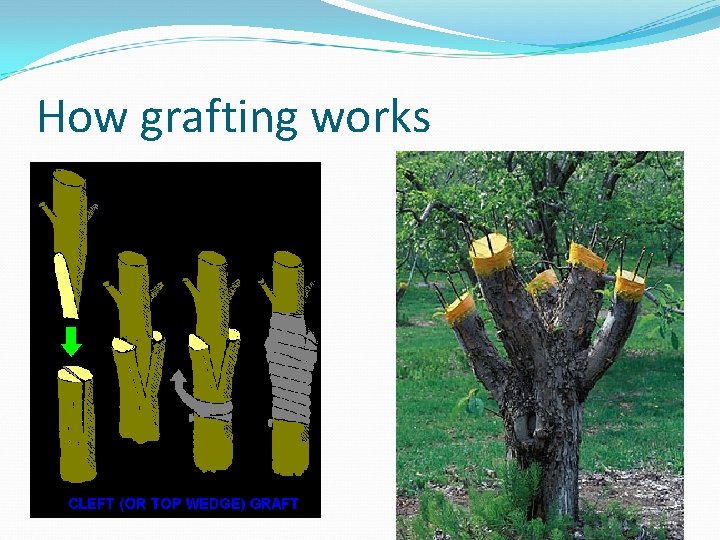 How grafting works 