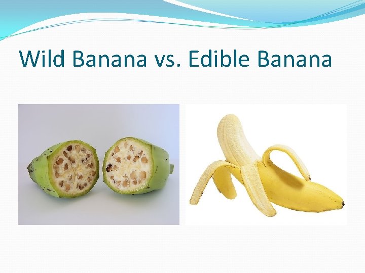 Wild Banana vs. Edible Banana 