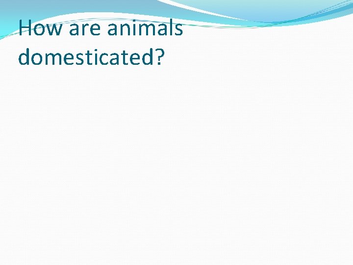 How are animals domesticated? 