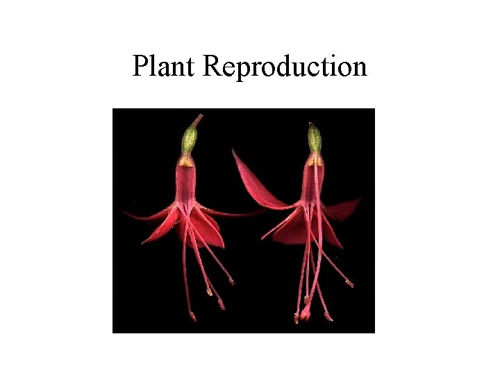 Plant Reproduction 