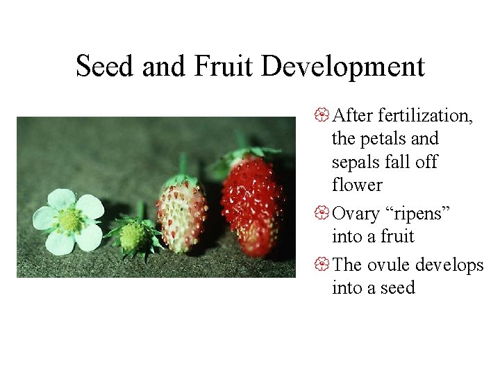 Seed and Fruit Development { After fertilization, the petals and sepals fall off flower
