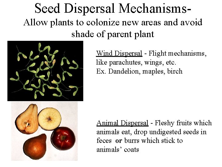 Seed Dispersal Mechanisms. Allow plants to colonize new areas and avoid shade of parent