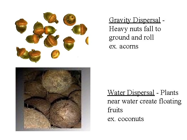 Gravity Dispersal Heavy nuts fall to ground and roll ex. acorns Water Dispersal -