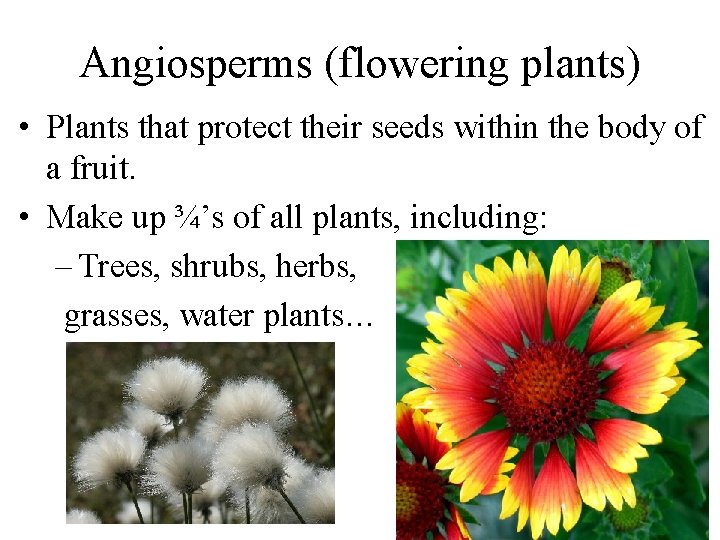 Angiosperms (flowering plants) • Plants that protect their seeds within the body of a