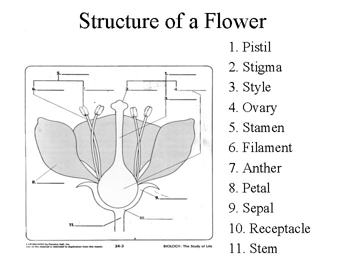 Structure of a Flower 1. Pistil 2. Stigma 3. Style 4. Ovary 5. Stamen