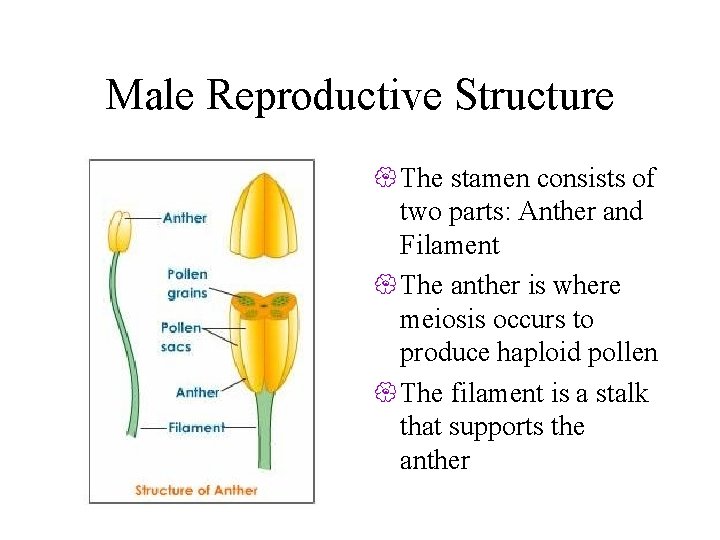 Male Reproductive Structure { The stamen consists of two parts: Anther and Filament {