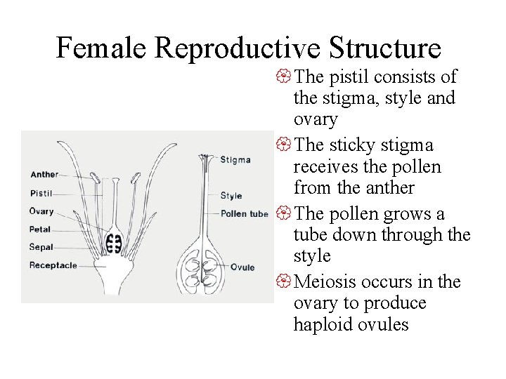 Female Reproductive Structure { The pistil consists of the stigma, style and ovary {