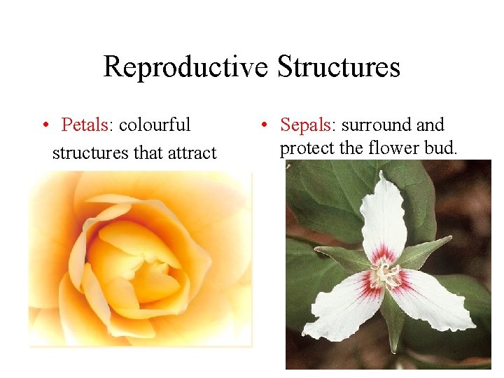 Reproductive Structures • Petals: colourful structures that attract pollinators. • Sepals: surround and protect