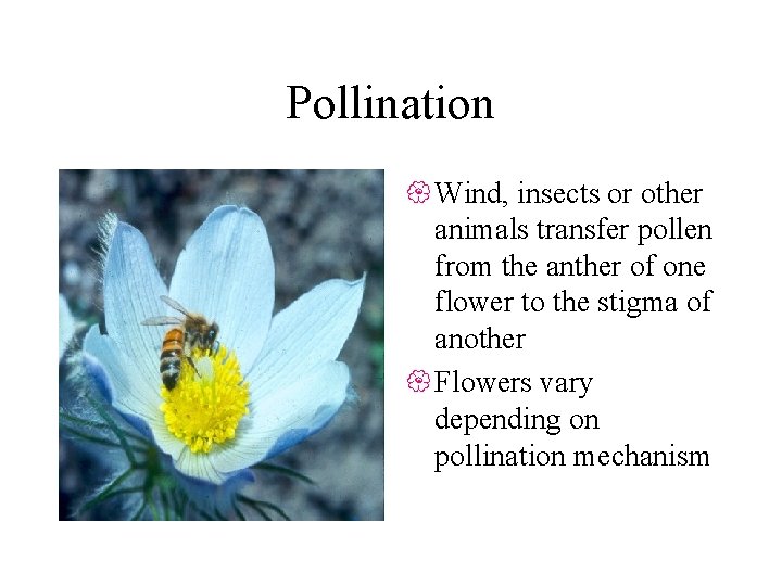 Pollination { Wind, insects or other animals transfer pollen from the anther of one