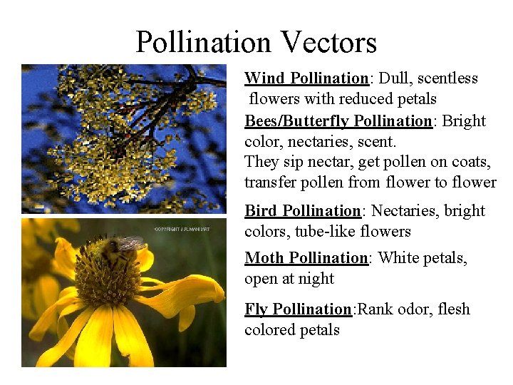 Pollination Vectors Wind Pollination: Dull, scentless flowers with reduced petals Bees/Butterfly Pollination: Bright color,