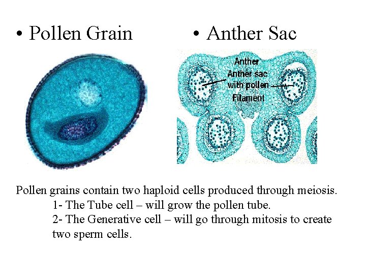  • Pollen Grain • Anther Sac Pollen grains contain two haploid cells produced