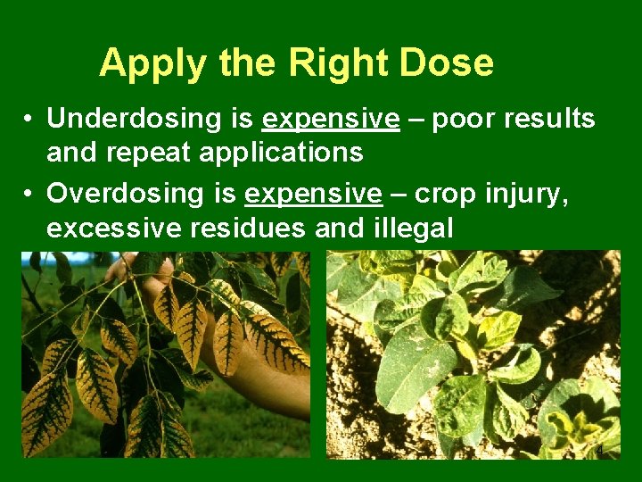 Apply the Right Dose • Underdosing is expensive – poor results and repeat applications