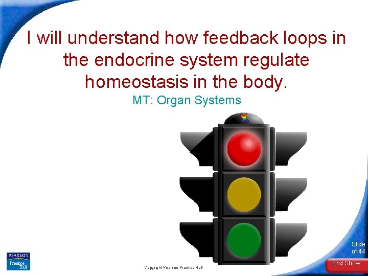 I will understand how feedback loops in the endocrine system regulate homeostasis in the
