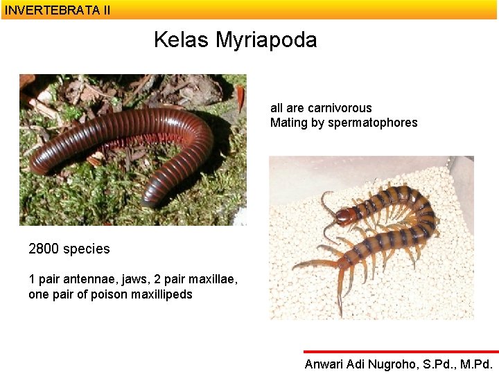 INVERTEBRATA II Kelas Myriapoda all are carnivorous Mating by spermatophores 2800 species 1 pair