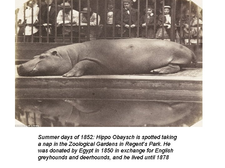 Summer days of 1852: Hippo Obaysch is spotted taking a nap in the Zoological