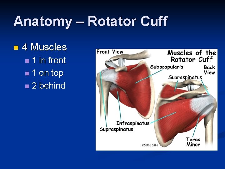 Anatomy – Rotator Cuff n 4 Muscles 1 in front n 1 on top