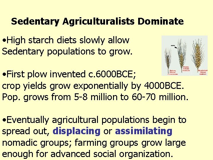 Sedentary Agriculturalists Dominate • High starch diets slowly allow Sedentary populations to grow. •