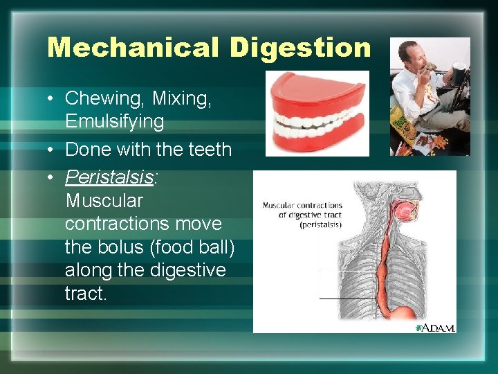 Mechanical Digestion • Chewing, Mixing, Emulsifying • Done with the teeth • Peristalsis: Muscular