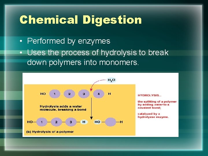 Chemical Digestion • Performed by enzymes • Uses the process of hydrolysis to break