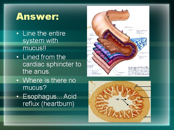 Answer: • Line the entire system with mucus!! • Lined from the cardiac sphincter