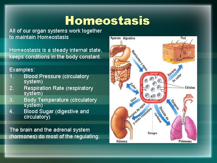 Homeostasis All of our organ systems work together to maintain Homeostasis is a steady