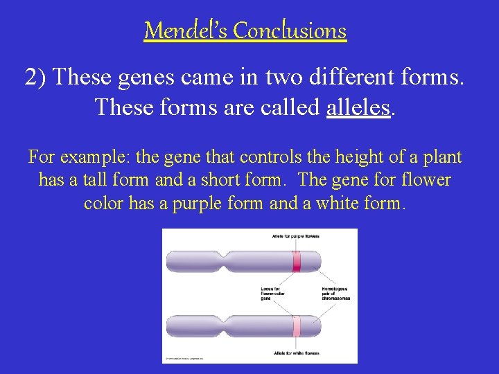 Mendel’s Conclusions 2) These genes came in two different forms. These forms are called