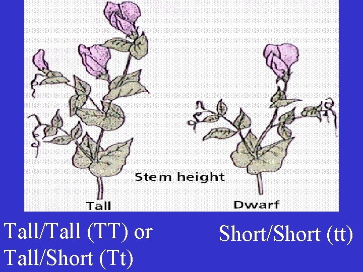 Tall/Tall (TT) or Tall/Short (Tt) Short/Short (tt) 