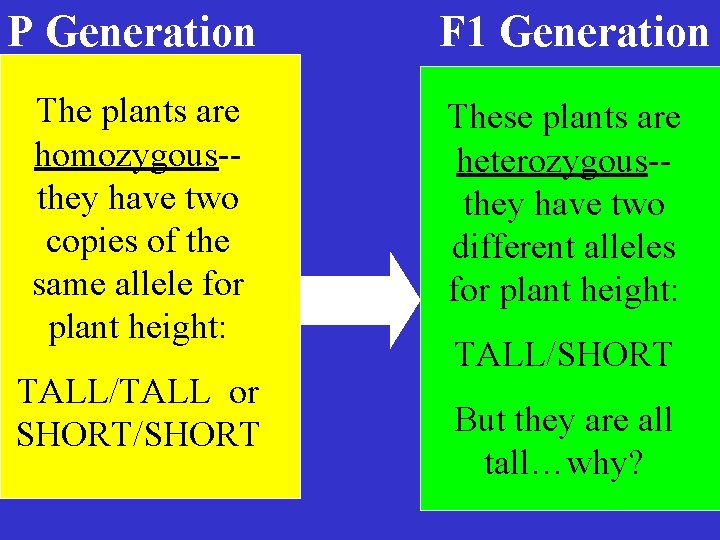 P Generation The plants are homozygous-they have two copies of the same allele for