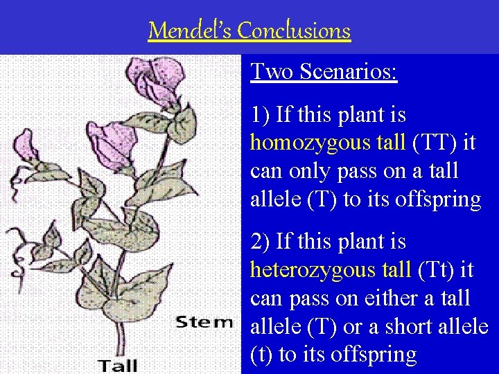 Mendel’s Conclusions Two Scenarios: 1) If this plant is homozygous tall (TT) it can
