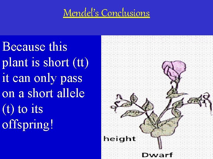 Mendel’s Conclusions Because this plant is short (tt) it can only pass on a