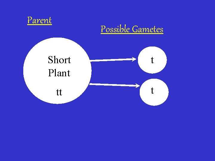 Parent Possible Gametes Short Plant t tt t 