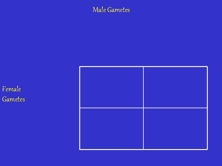 Male Gametes Female Gametes 