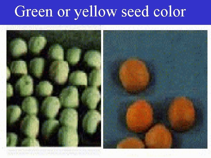 Green or yellow seed color 