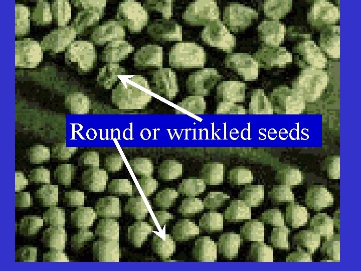 Round or wrinkled seeds 