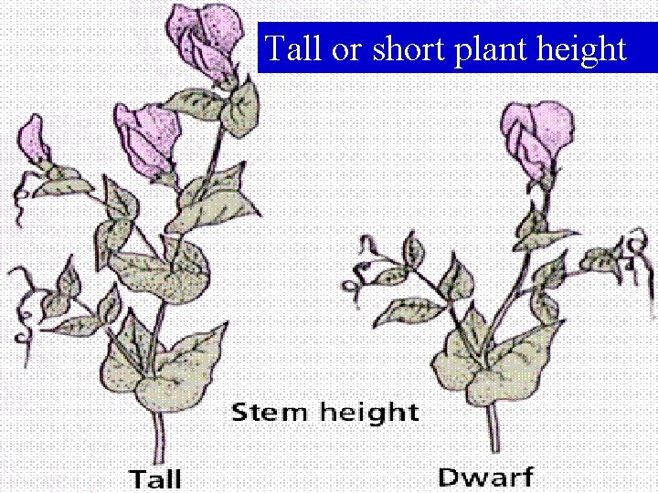 Tall or short plant height 