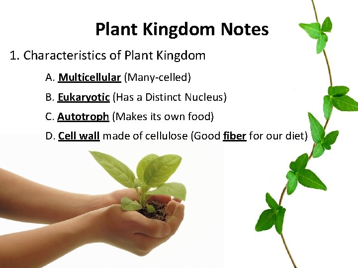 Plant Kingdom Notes 1. Characteristics of Plant Kingdom A. Multicellular (Many-celled) B. Eukaryotic (Has